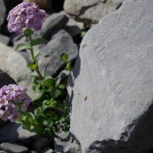 Photographie n°2351329 du taxon Noccaea rotundifolia (L.) Moench [1802]