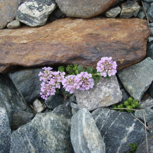 Photographie n°2351332 du taxon Noccaea rotundifolia (L.) Moench [1802]