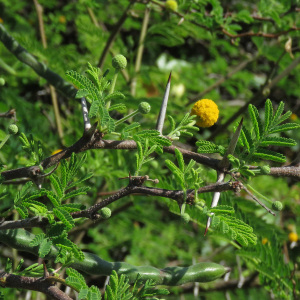 Acacia tortuosa (L.) Willd. (Akasee)