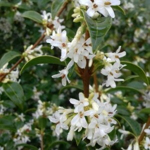 Photographie n°2351448 du taxon Osmanthus x burkwoodii (Burkwood. & Skipw.) P.S.Green