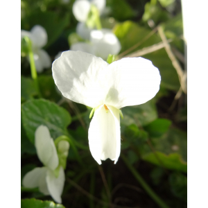 Viola hirta subsp. ausonensis Sennen (Violette blanche)