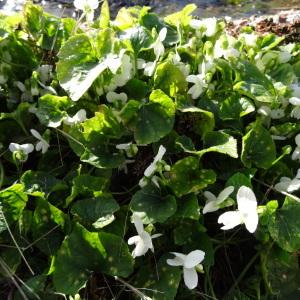 Photographie n°2351453 du taxon Viola alba subsp. alba