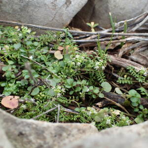 Photographie n°2351466 du taxon Hornungia petraea (L.) Rchb. [1838]