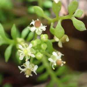 Photographie n°2351467 du taxon Hornungia petraea (L.) Rchb. [1838]