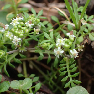 Photographie n°2351468 du taxon Hornungia petraea (L.) Rchb. [1838]