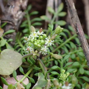 Photographie n°2351469 du taxon Hornungia petraea (L.) Rchb. [1838]