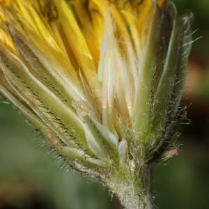 Photographie n°2351473 du taxon Crepis sancta (L.) Bornm. [1913]