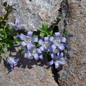 Photographie n°2351528 du taxon Campanula cenisia L. [1763]