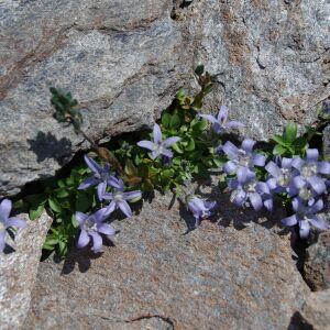 Photographie n°2351529 du taxon Campanula cenisia L. [1763]