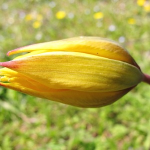 Photographie n°2351533 du taxon Tulipa sylvestris subsp. sylvestris