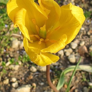 Photographie n°2351534 du taxon Tulipa sylvestris subsp. sylvestris