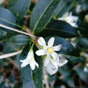 Photographie n°2351701 du taxon Osmanthus x burkwoodii (Burkwood. & Skipw.) P.S.Green