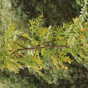 Photographie n°2351756 du taxon Sorbus aucuparia L. [1753]