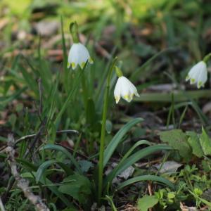 Photographie n°2351786 du taxon Leucojum vernum L. [1753]