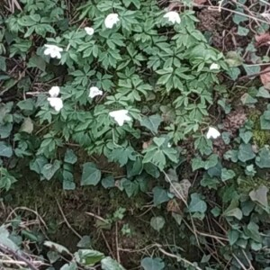 Photographie n°2351815 du taxon Anemone nemorosa L. [1753]