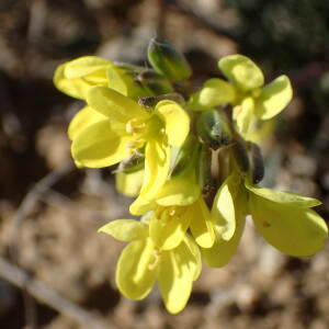 Photographie n°2351824 du taxon Brassica repanda subsp. saxatilis (DC.) Heywood [1964]