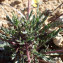  Sylvain Piry - Brassica repanda subsp. saxatilis (DC.) Heywood [1964]