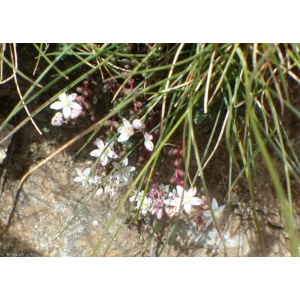 Sedum anglicum f. pyrenaicum (Lange) auct. (Orpin des Pyrénées)
