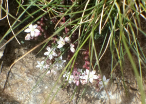 Jean-Claude Lincker, le 15 août 2019 (Casteil)