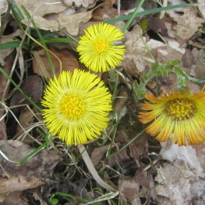 Photographie n°2351850 du taxon Tussilago farfara L. [1753]