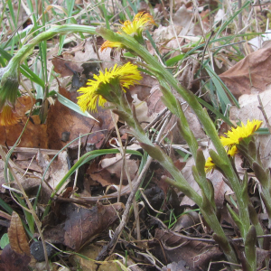 Photographie n°2351851 du taxon Tussilago farfara L. [1753]