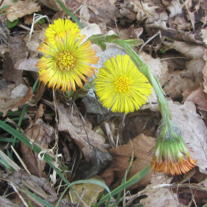 Photographie n°2351852 du taxon Tussilago farfara L. [1753]