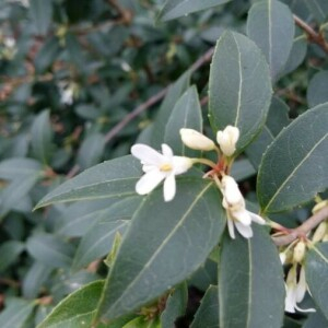  - Osmanthus x burkwoodii (Burkwood. & Skipw.) P.S.Green