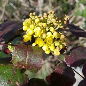 Photographie n°2351862 du taxon Berberis aquifolium Pursh [1814]