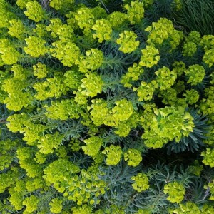 Photographie n°2351906 du taxon Euphorbia characias L. [1753]