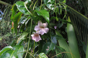 Claire Felloni, le  4 février 2020 (Sainte-Rose (Viard))