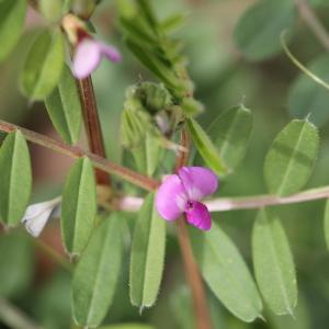  - Vicia sativa subsp. cordata (Wulfen ex Hoppe) Batt. [1889]