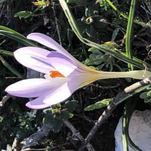 Photographie n°2351945 du taxon Crocus versicolor Ker Gawl. [1808]