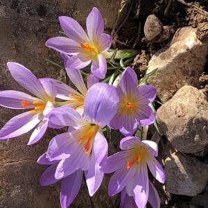 Photographie n°2351946 du taxon Crocus versicolor Ker Gawl. [1808]