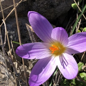 Photographie n°2351947 du taxon Crocus versicolor Ker Gawl. [1808]