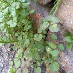 Photographie n°2351989 du taxon Lamium purpureum L. [1753]