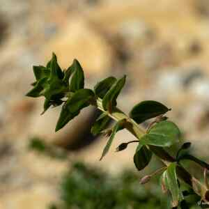 Photographie n°2352058 du taxon Lysimachia foemina (Mill.) U.Manns & Anderb.