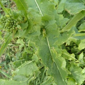 Photographie n°2352128 du taxon Brassica napus L. [1753]