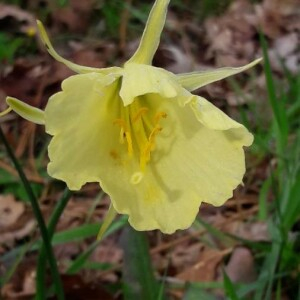 Photographie n°2352143 du taxon Narcissus gigas (Haw.) Steud. [1841]
