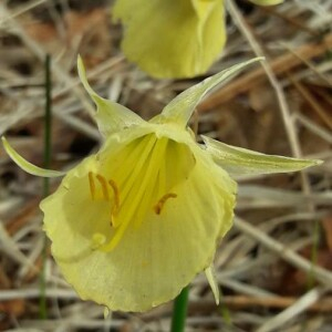 Photographie n°2352145 du taxon Narcissus gigas (Haw.) Steud. [1841]