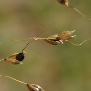 Photographie n°2352169 du taxon Piptatherum virescens (Trin.) Boiss. [1884]