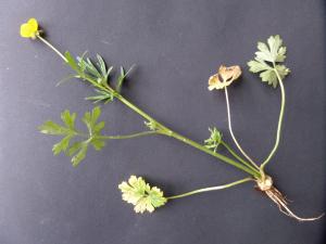 Lydie Dufeu, le  9 mars 2020 (Saint-Priest-Taurion (le Moulin des Roches))