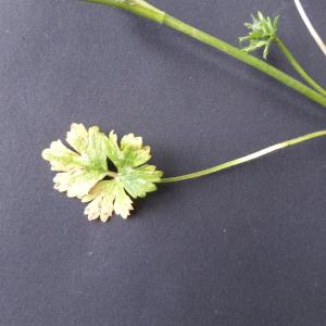  - Ranunculus bulbosus subsp. bulbosus