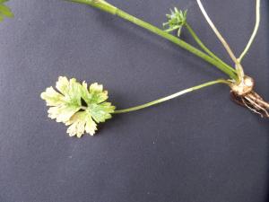 Lydie Dufeu, le  9 mars 2020 (Saint-Priest-Taurion (le Moulin des Roches))