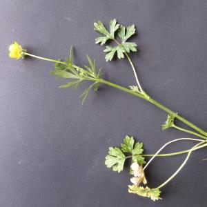  - Ranunculus bulbosus subsp. bulbosus