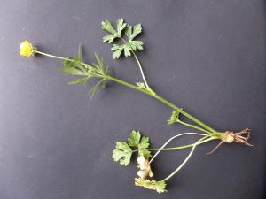 Lydie Dufeu, le  9 mars 2020 (Saint-Priest-Taurion (le Moulin des Roches))