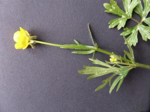 Lydie Dufeu, le  9 mars 2020 (Saint-Priest-Taurion (le Moulin des Roches))