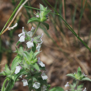 - Sideritis romana subsp. romana