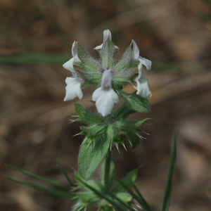  - Sideritis romana subsp. romana