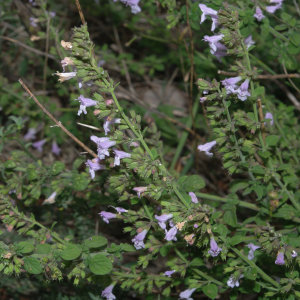 Photographie n°2352220 du taxon Clinopodium nepeta subsp. sylvaticum (Bromf.) Peruzzi & F.Conti [2008]