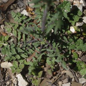 Photographie n°2352224 du taxon Sisymbrium officinale (L.) Scop.